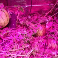 Led Go®CP-GROW-50, 50W LED Projektör,Bitki Yetiştirme Full Spectrum,220V - Görsel 6